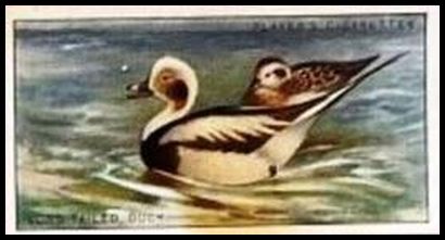 5 Long tailed Duck